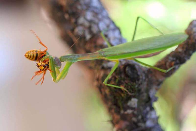 ハチを捕まえるカマキリ