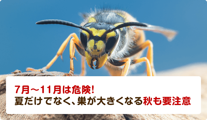 7月〜11月は危険。夏だけではなく、巣が大きくなる秋も要注意。