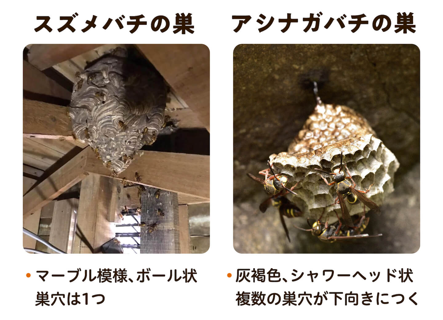 スズメバチの巣とアシナガバチの巣