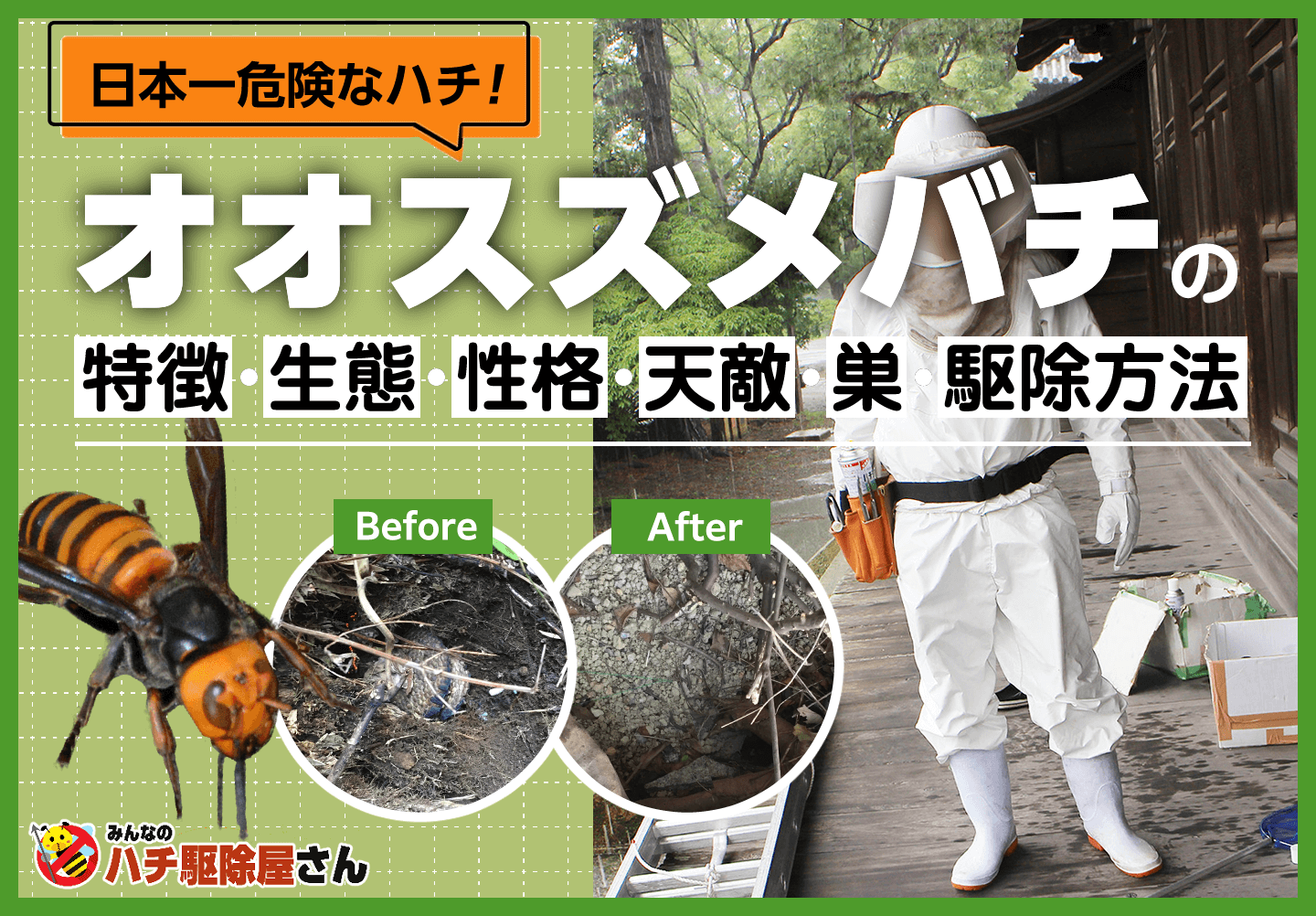 日本一危険なハチ！オオスズメバチ