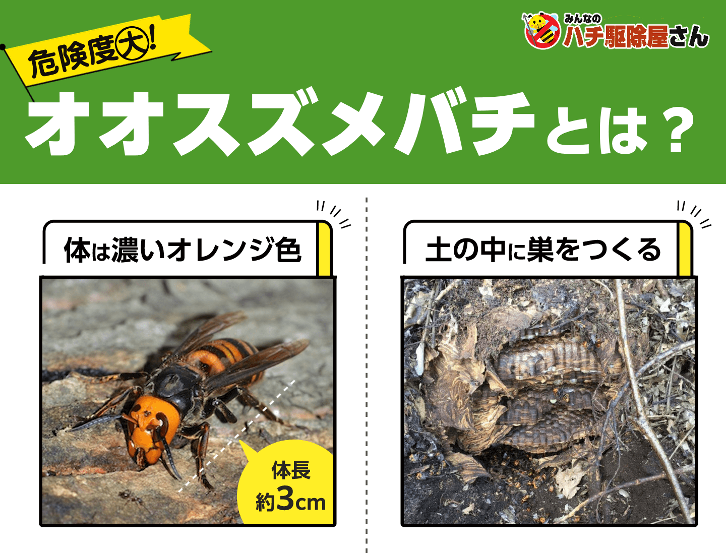 危険度大！オオスズメバチとは？