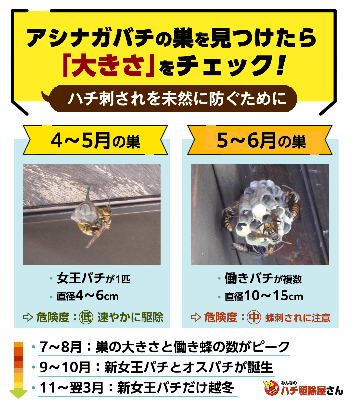 アシナガバチの巣を見つけたら「大きさ」をチェック！